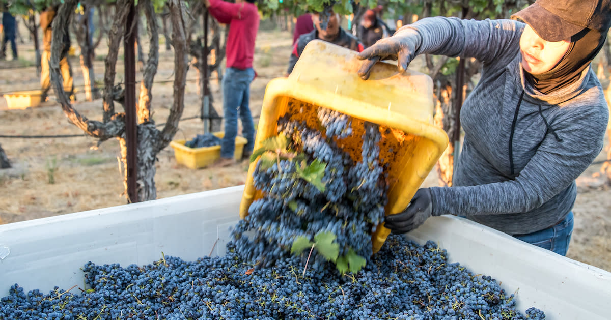 Harvest grapes in bins at Eberle