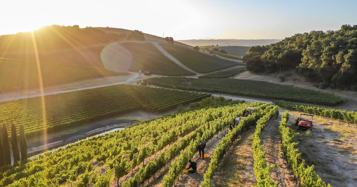Vineyard Harvest