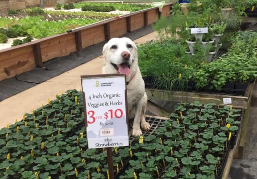 Nilla at Community Gardens