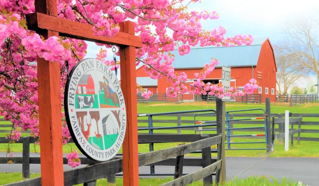 Into the Blooms - Frying Pan Farm Park