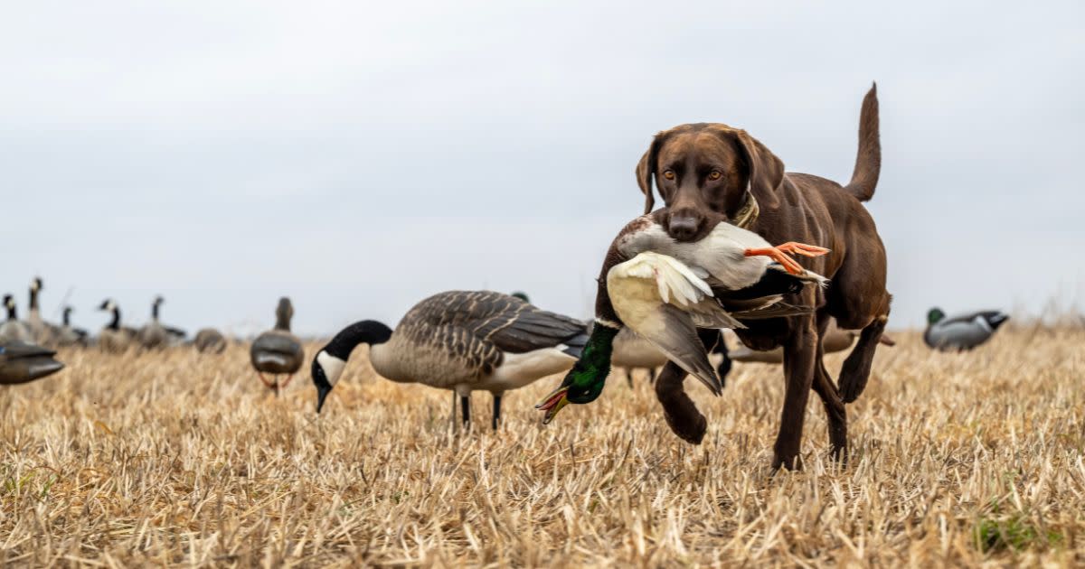 A brown Labrador is carrying a drake mallard back to his hunter.