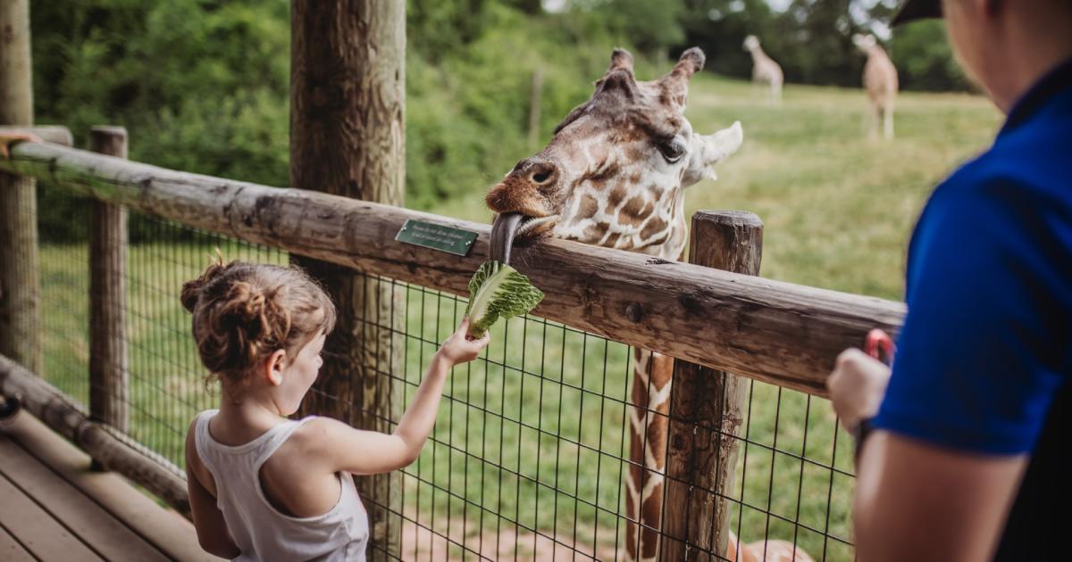 Fort Wayne Children's Zoo - Giraffe Encounter