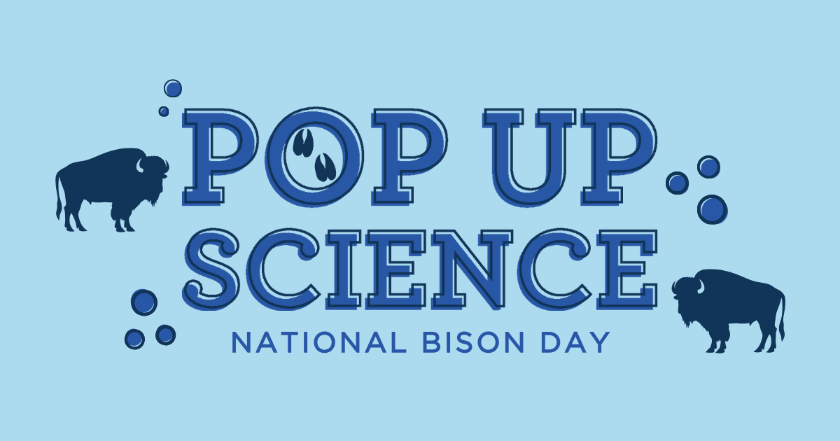 National Bison Day at KU Natural History Museum