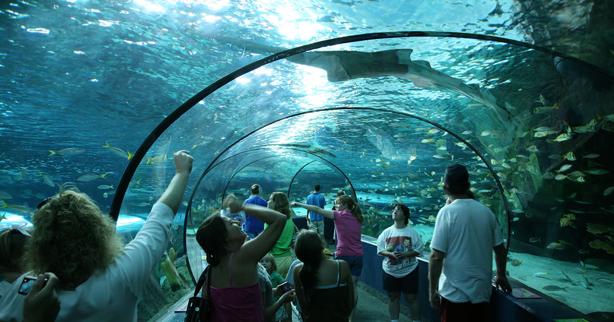 A large shark swims over a group of visitors inside The Tunnel at Ripley's Aquarium