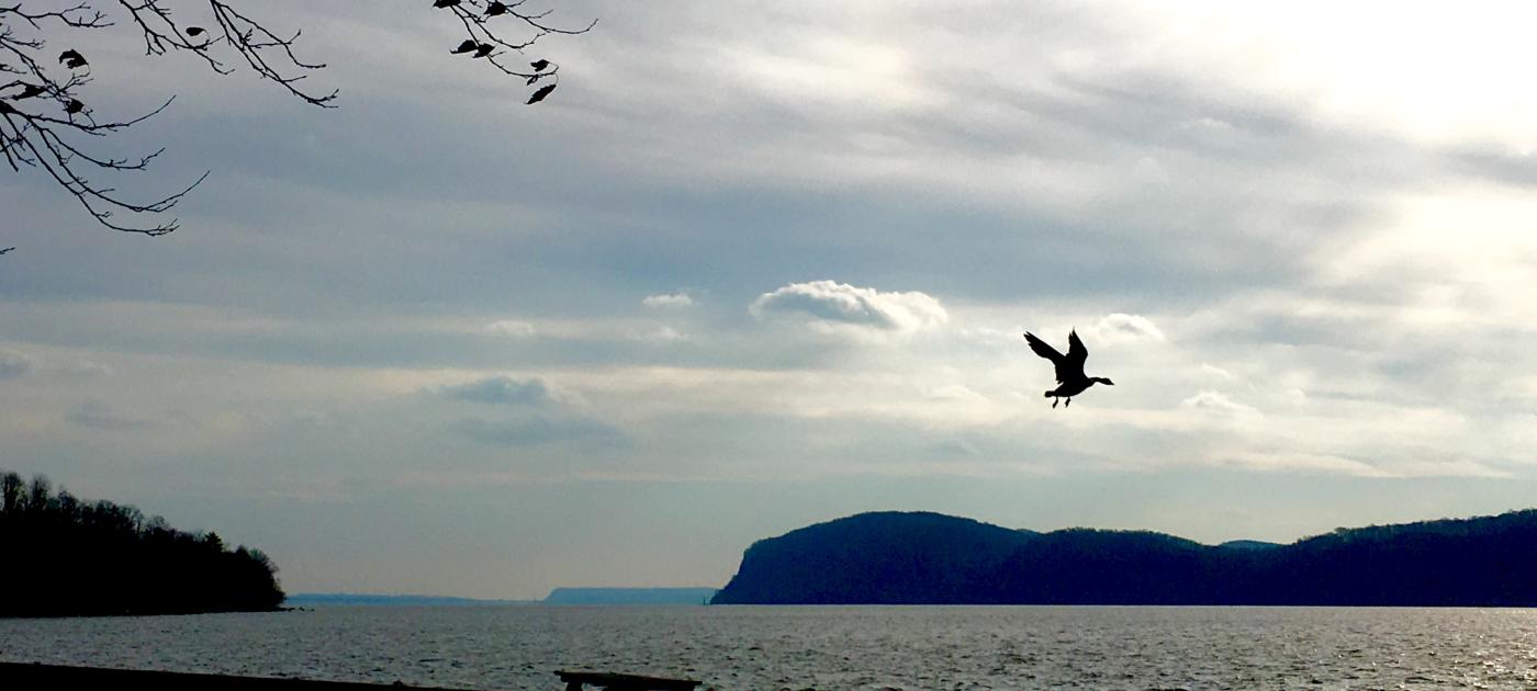 Croton Husdon River Bird