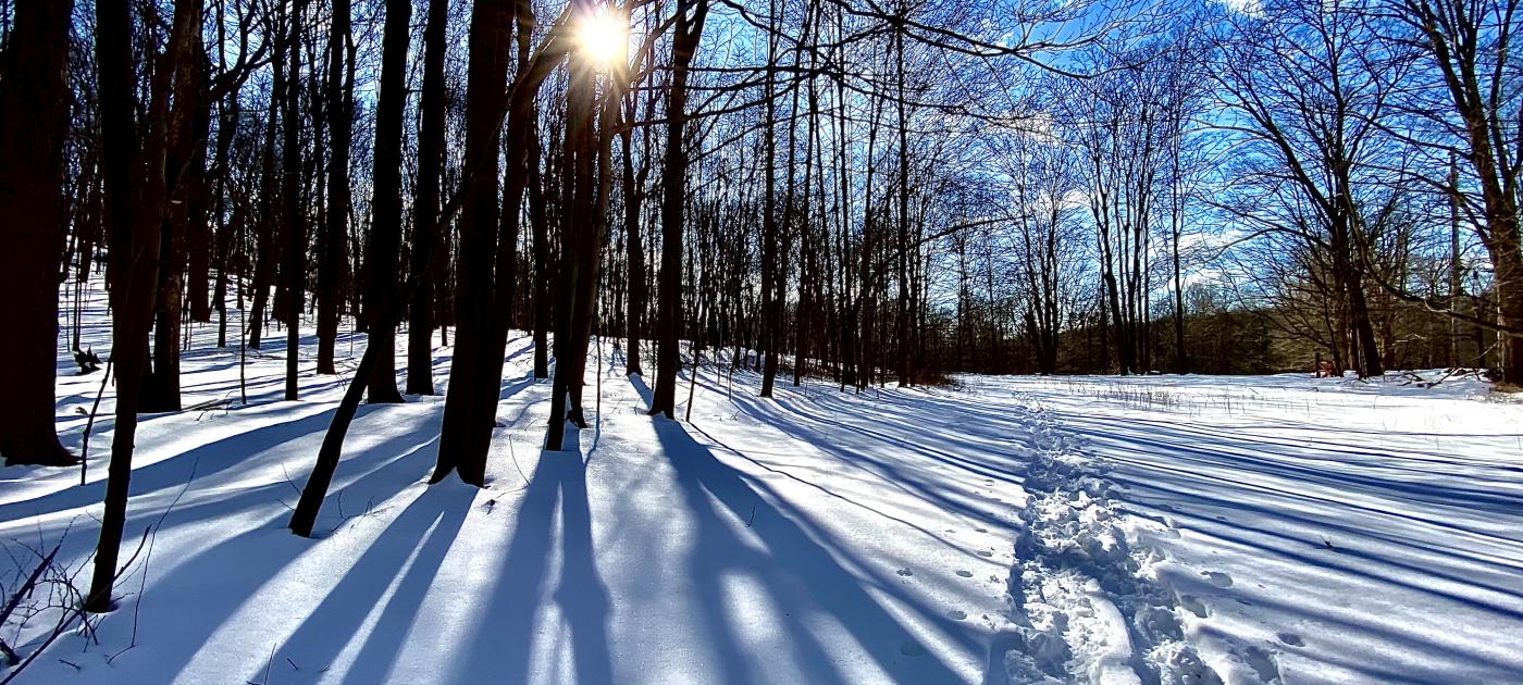 A snow covered pathway winds through the woods.