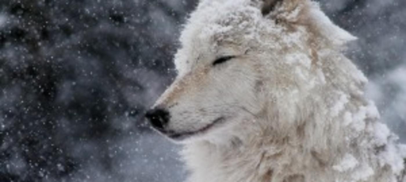 Wolf in winter
