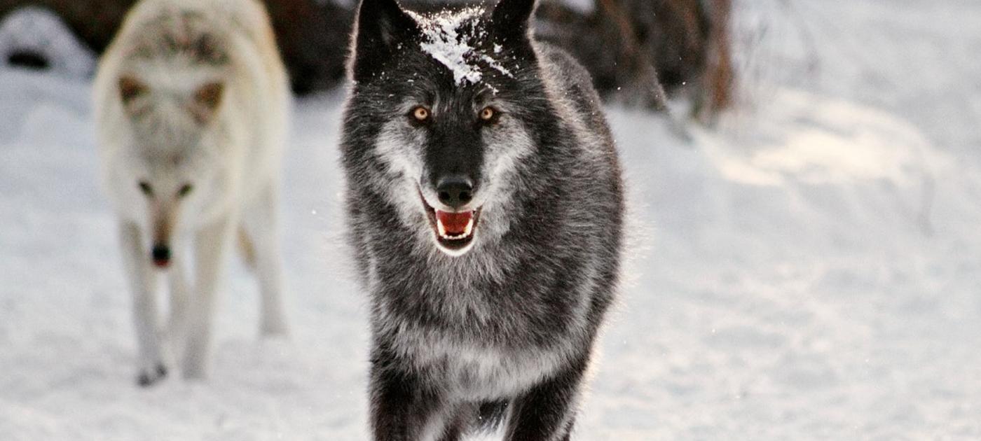 Winter Wolves
