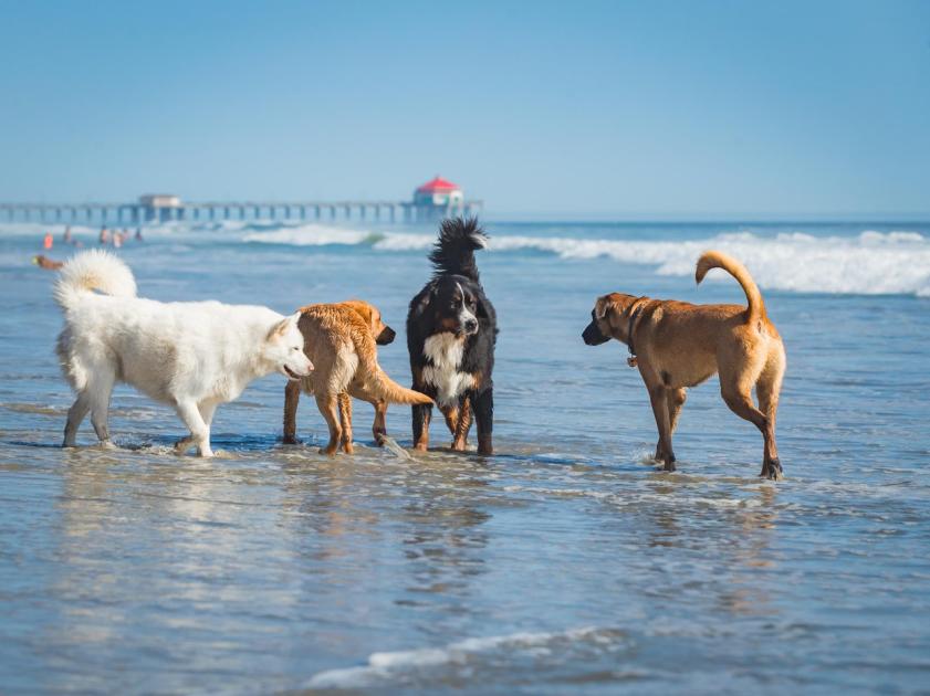 Four canines play in the surf and enjoy things to do at the dog beach in Huntington Beach.
