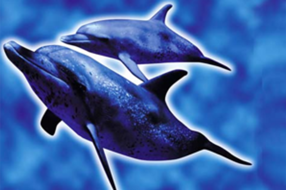 Rainbow Dolphin & Diving Image 01