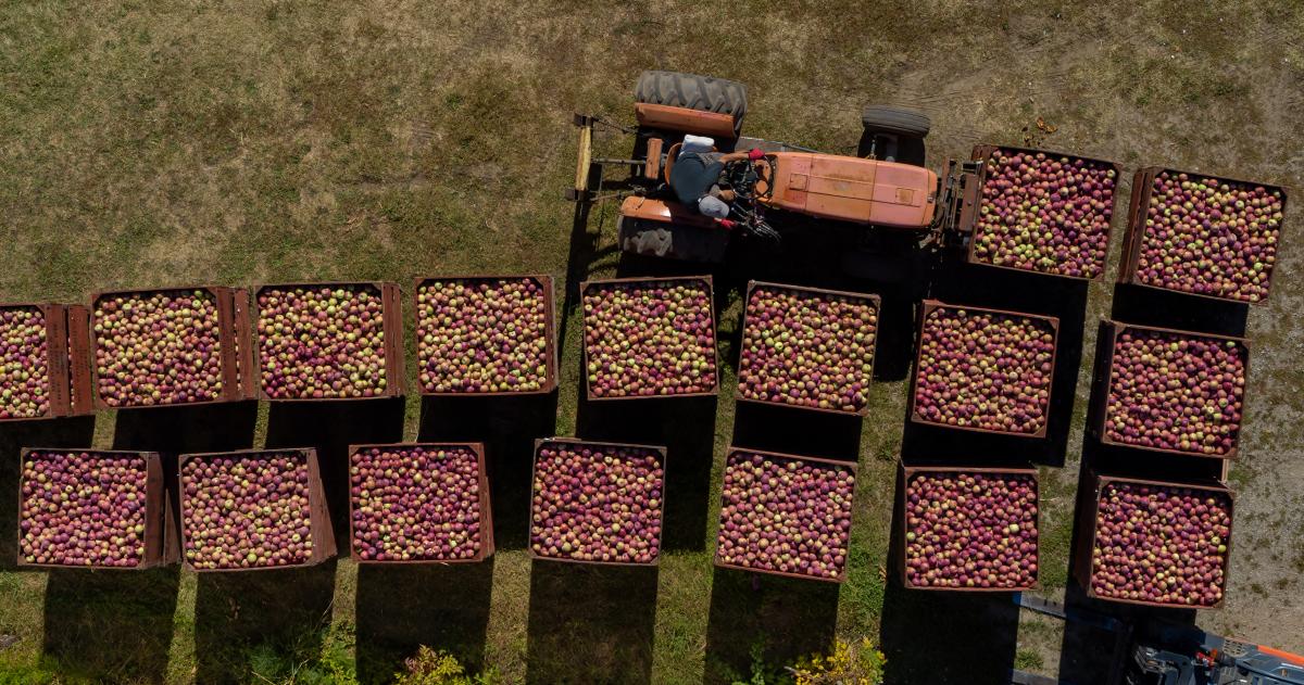 Tractor with Bins of Apples