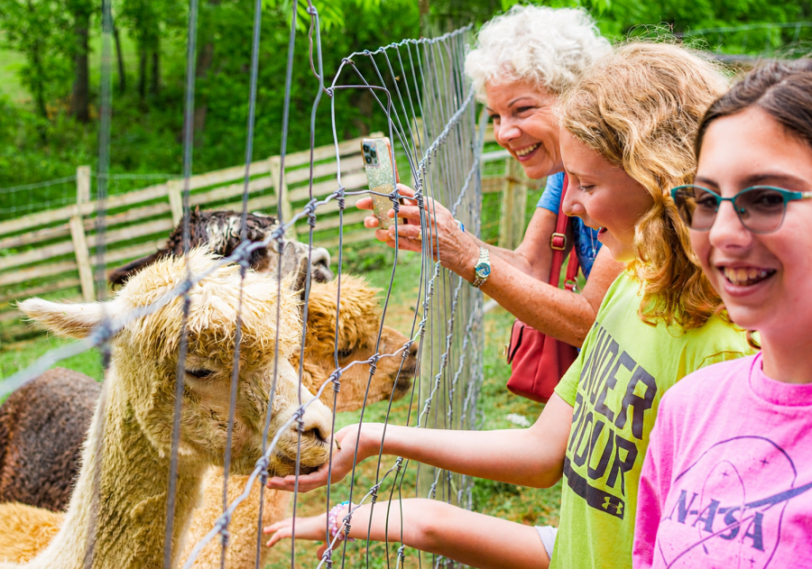 The Crafty Alpaca