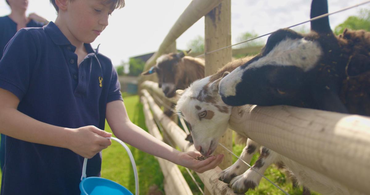 child feeding goats