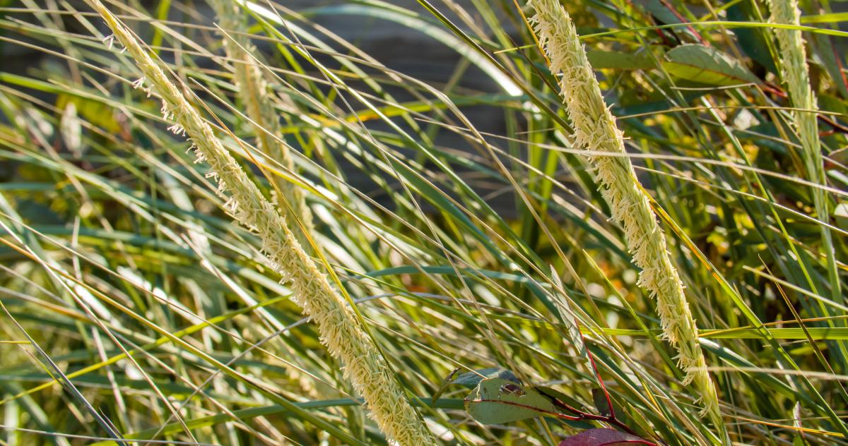 Marram Grass at West Beach