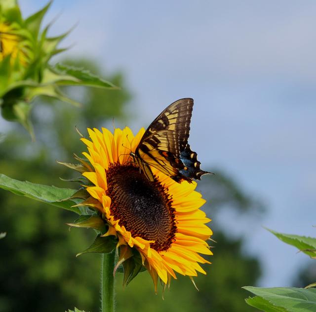 A Bucket of Blossoms