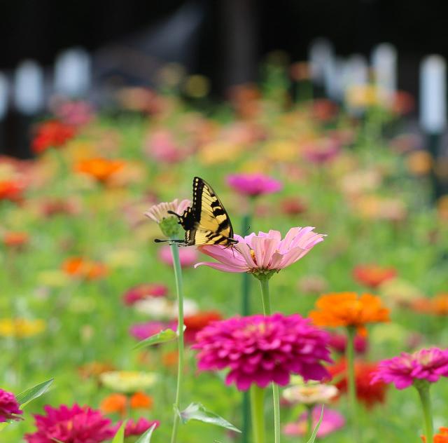 A Bucket of Blossoms