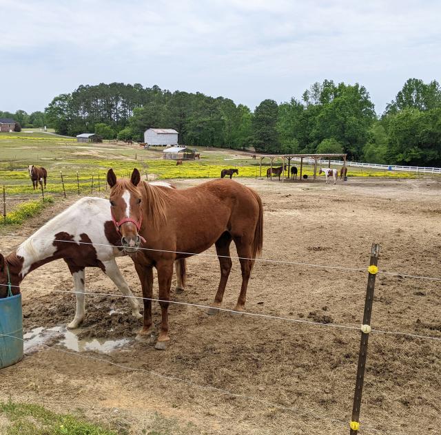 Black Creek Hill Farm horses