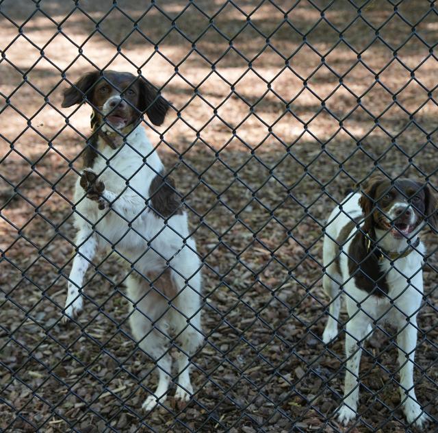 East Clayton Dog Park