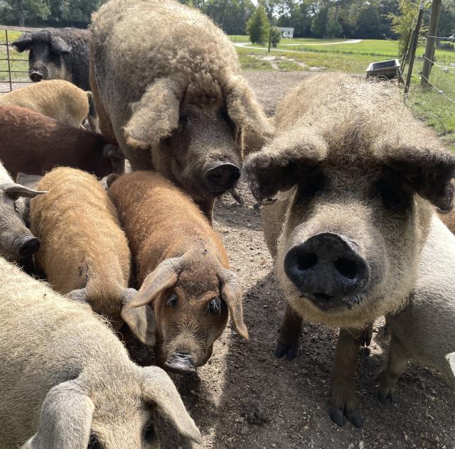 wool 2