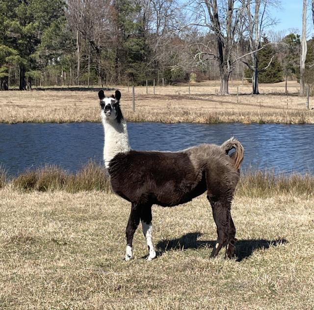 wool 3