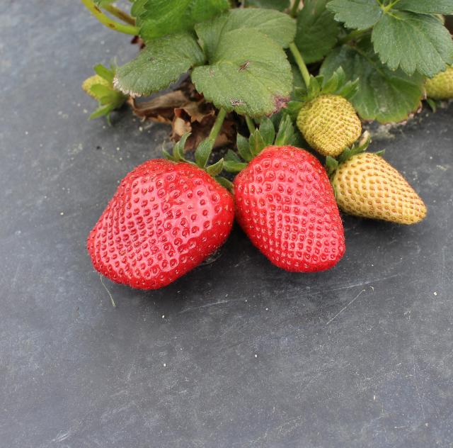 Lee's Produce Benson strawberries
