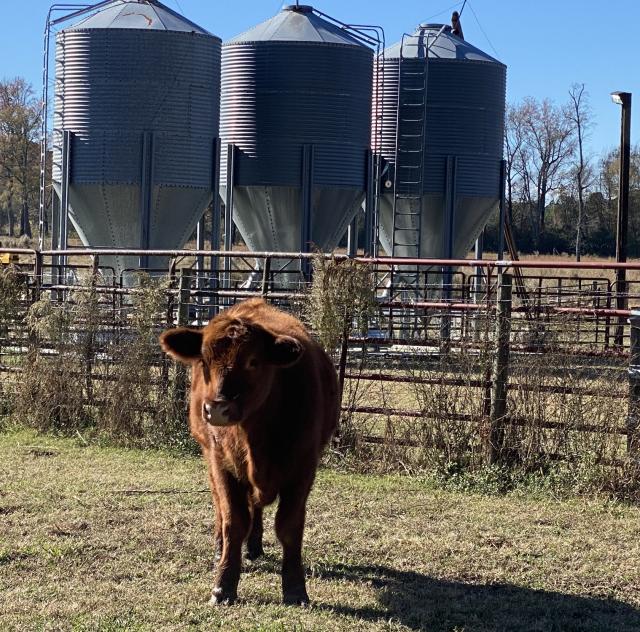 Misty Ridge Farms