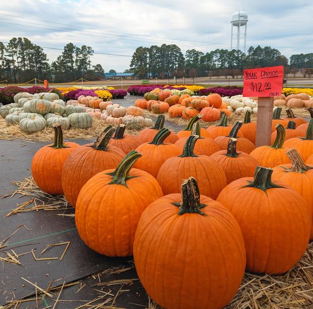 Penny's Produce pumpkins