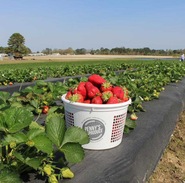 Penny's Produce strawberries