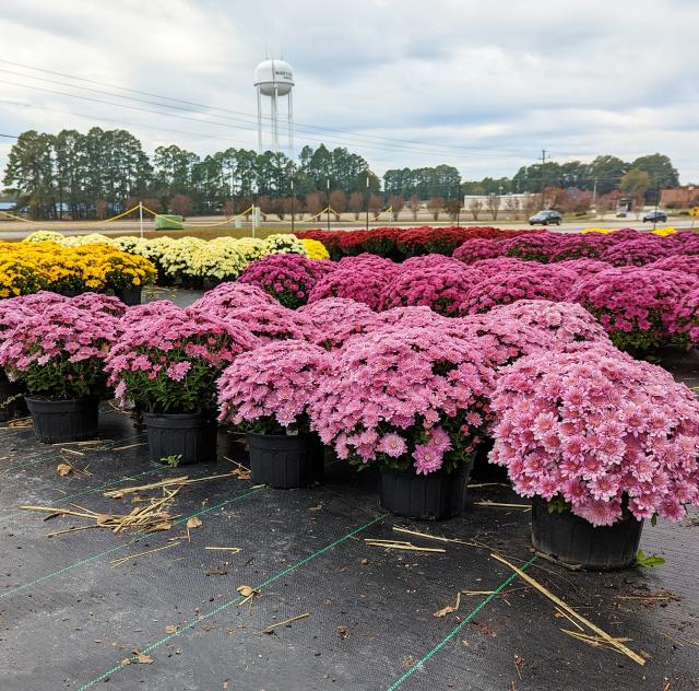 Penny's Produce mums