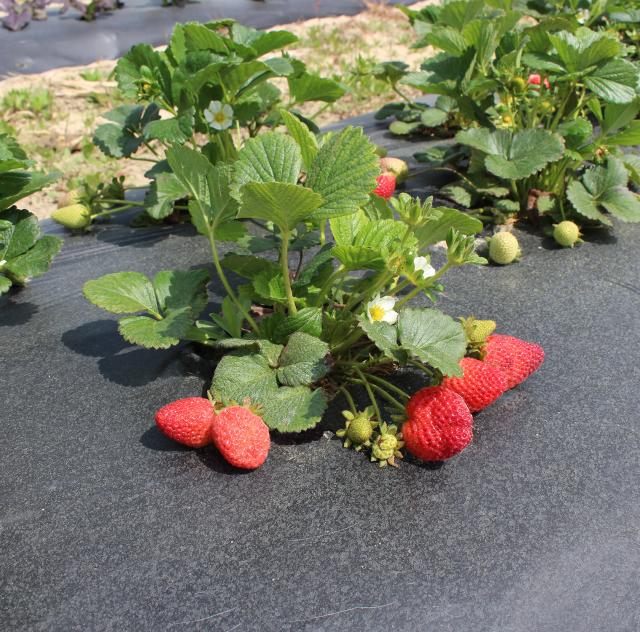 Ronnie Moore's Produce