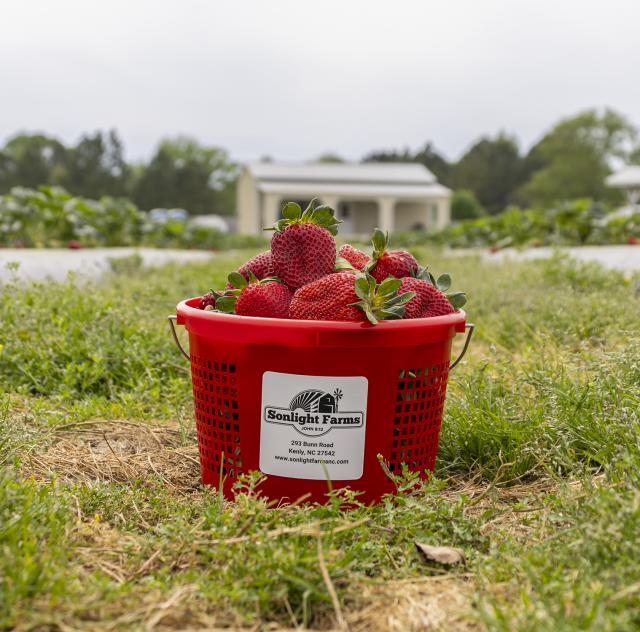 Sonlight Farms Strawberry
