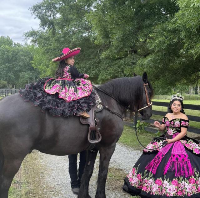 Southern Charm Carriages Horse