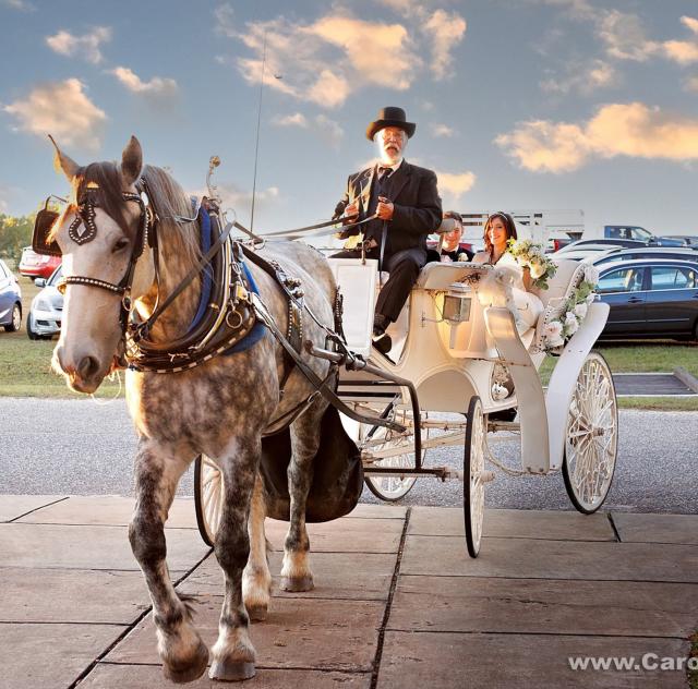 Southern Charm Carriages