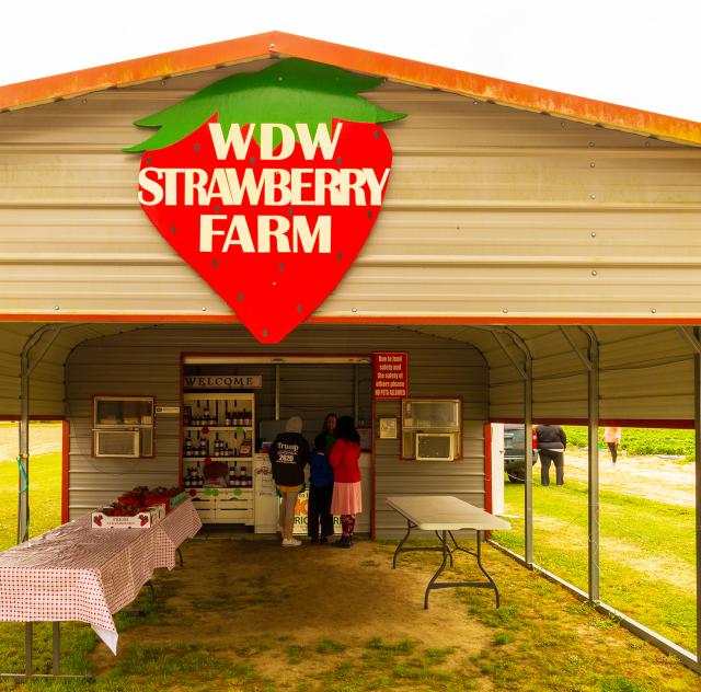 WDW Strawberries Stand 2000x1500 72dpi