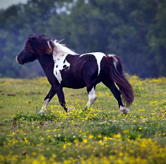 Banks Miniature Horse Farm