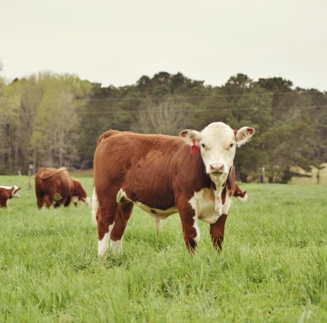 FIVE J'S FARM