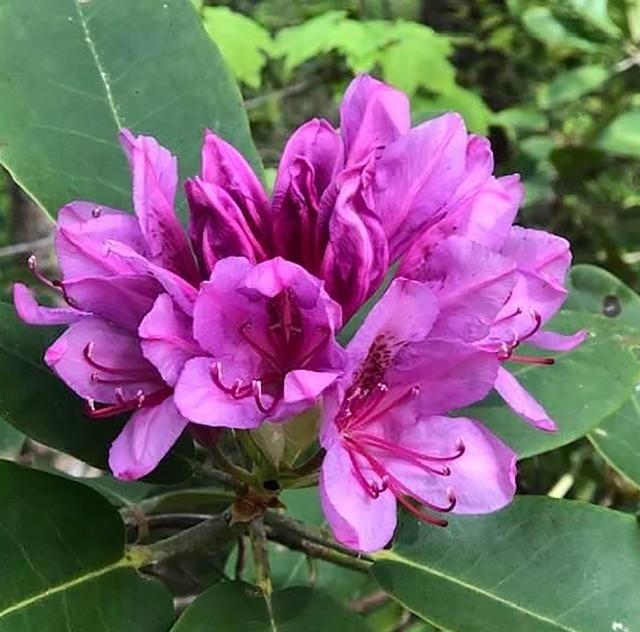 flower hill rhododendron 2 2000x1500 72dpi