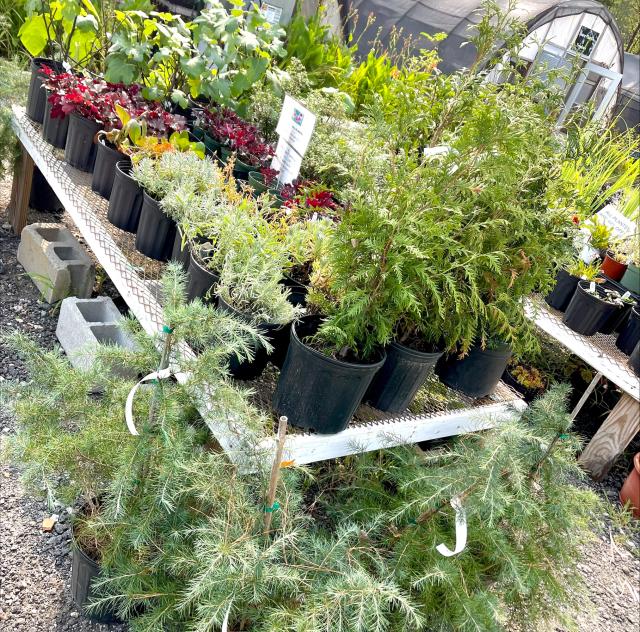 HAND PICKED NURSERY