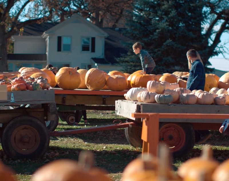 Trailers filled with pumpkins from Pearce's Farm Stand