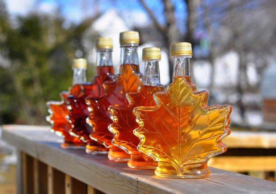 maple syrup season in the spring
