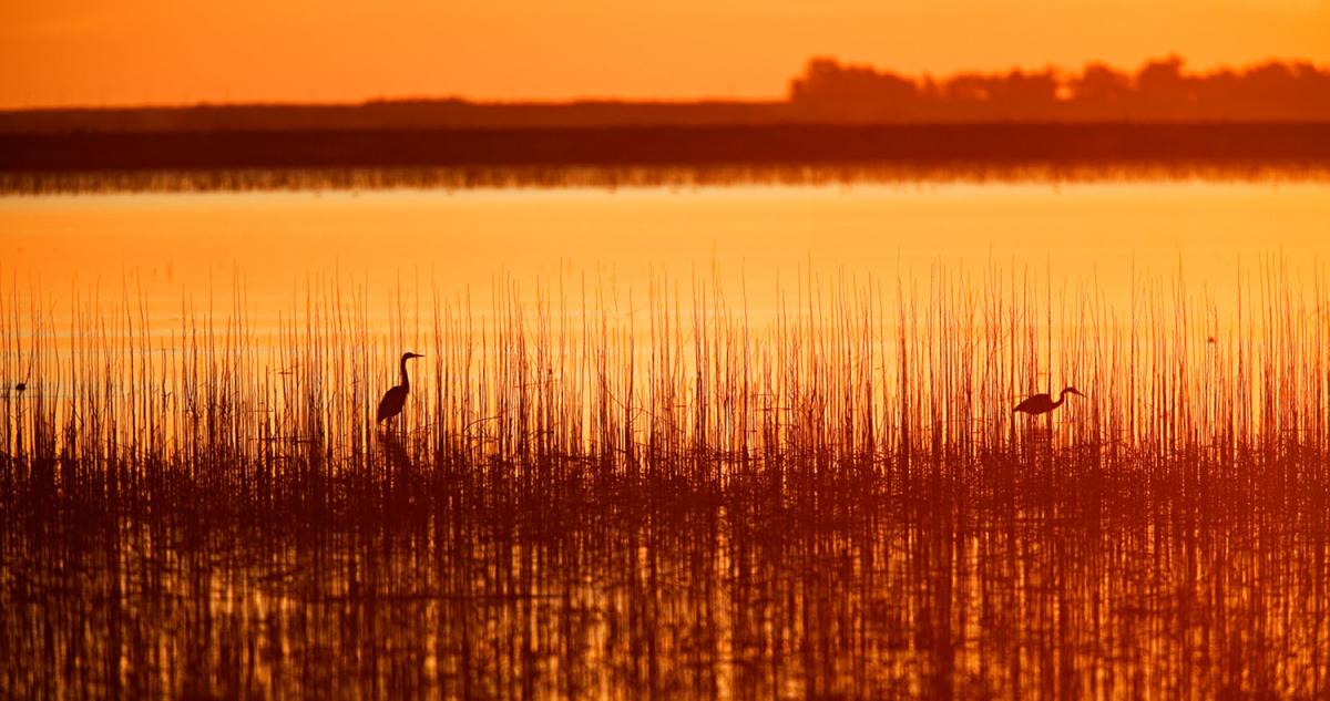 two birds in the water of wetlands