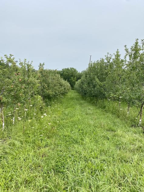 Long row of apple trees in an orchard surrounded by green grass and a blue sky