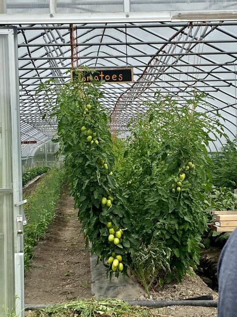 Greenhouse where a row of green tomatoes are being grown with a sign hanging over it