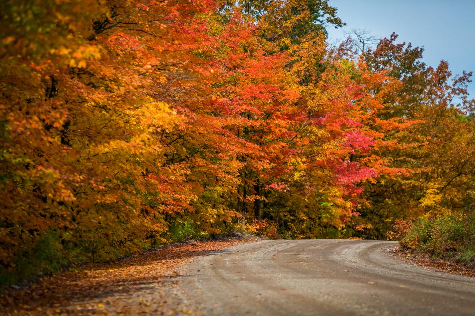 Dirt road surrounded by fall foliage