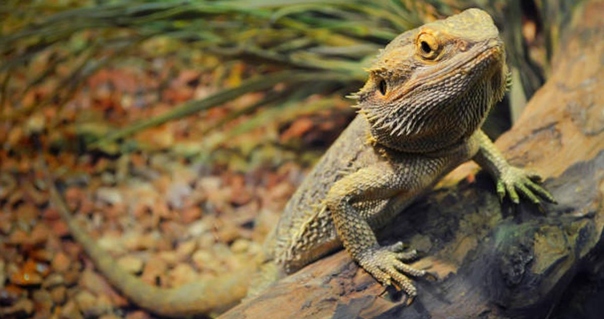 Repticon