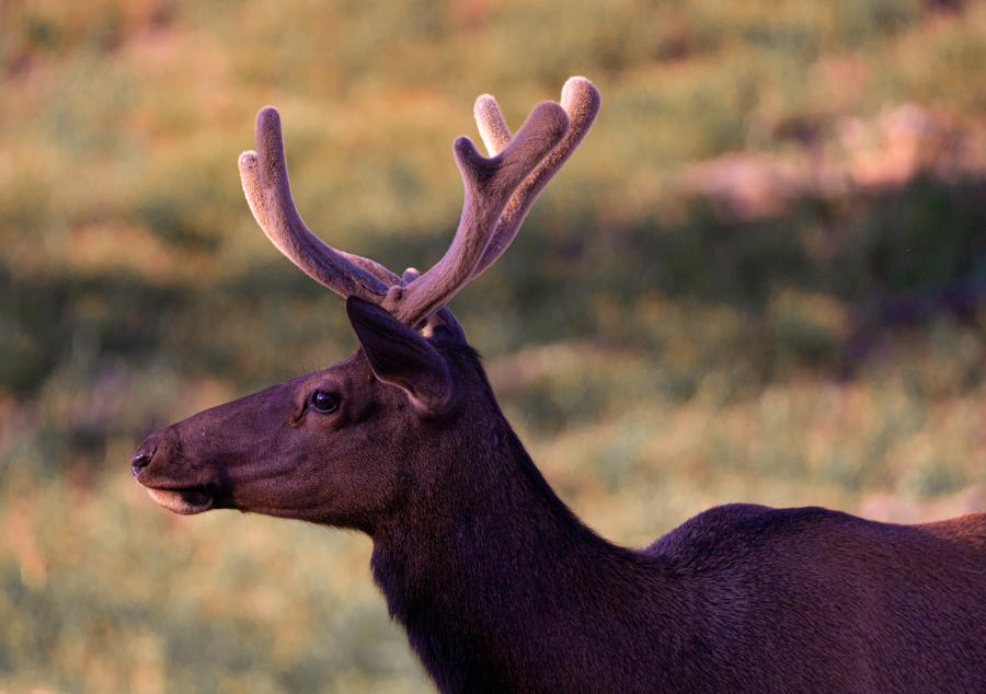 Rocky Mountain Elk Utah Valley