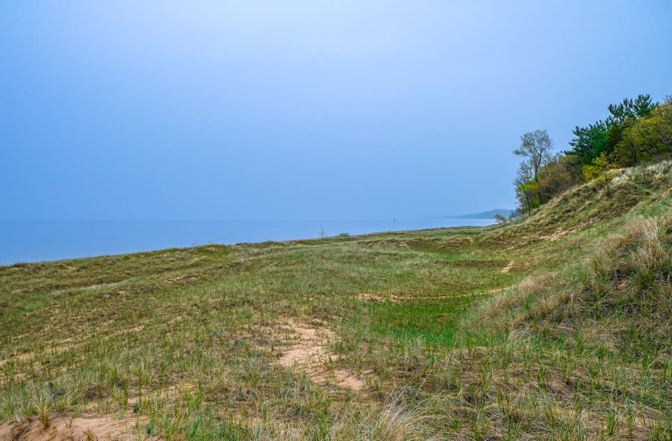 Beach grass sweeps across lake Michigan shoreline toward tree dotted dune.