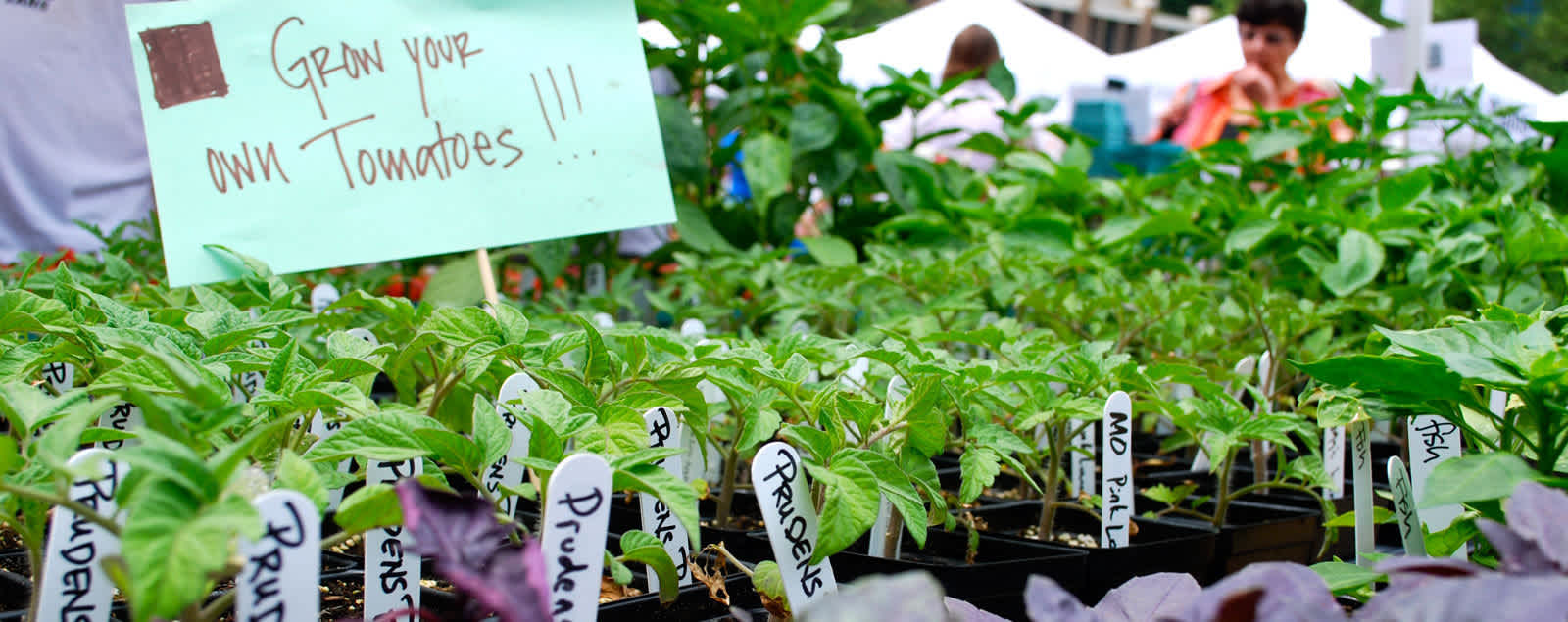 Fairfax Farmers Markets 2020: Mosaic District Farmers Market | FXVA