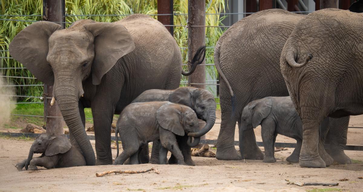Copy of Elephants Sedgwick County Zoo