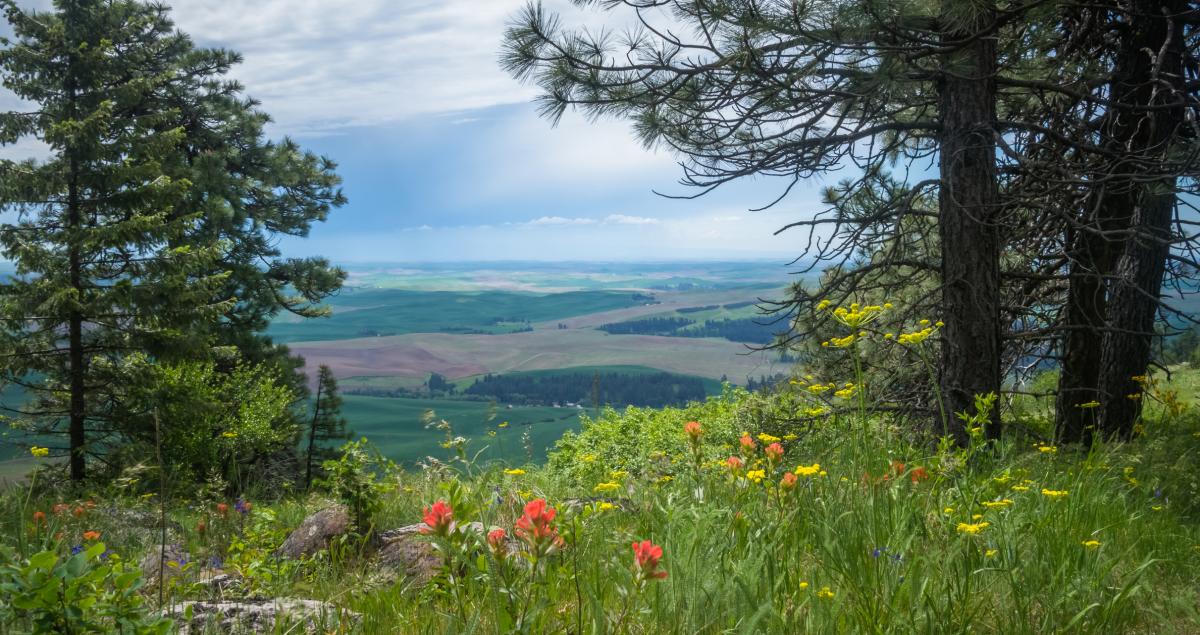 View from Kamiak Butte with wild flowers